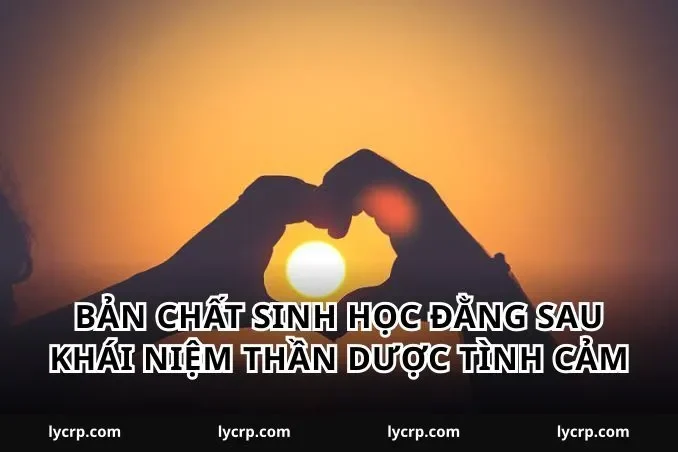 Bản chất sinh học đằng sau khái niệm thần dược tình cảm